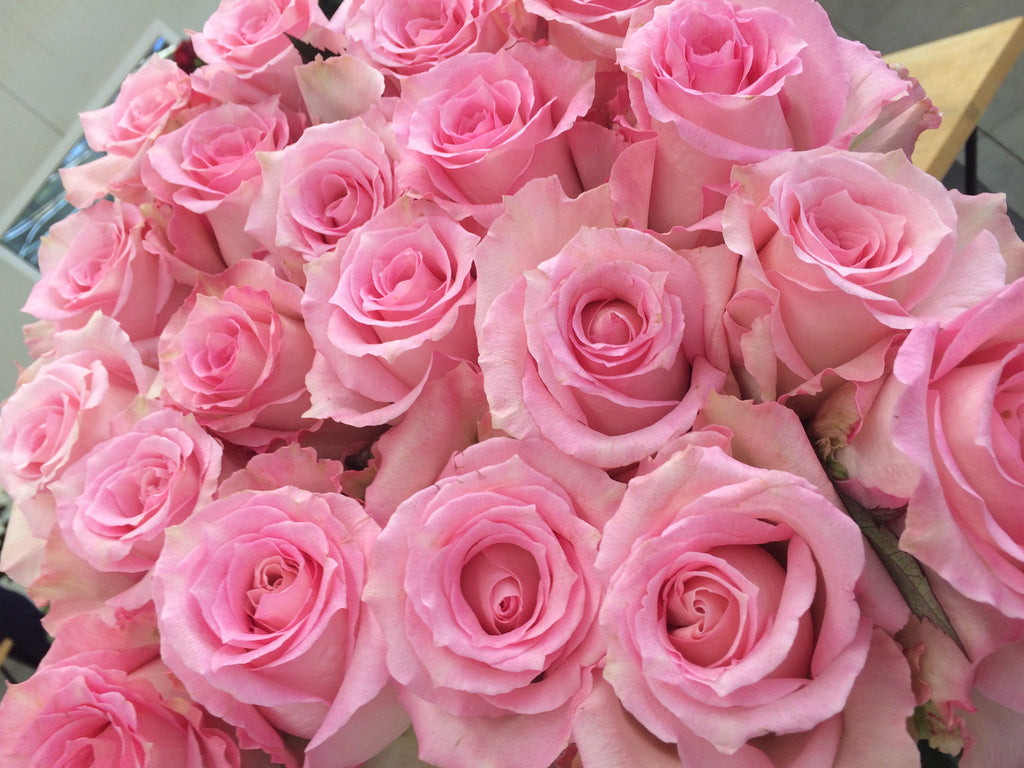 Pink Roses – ANDINA FRESH CUT ROSES