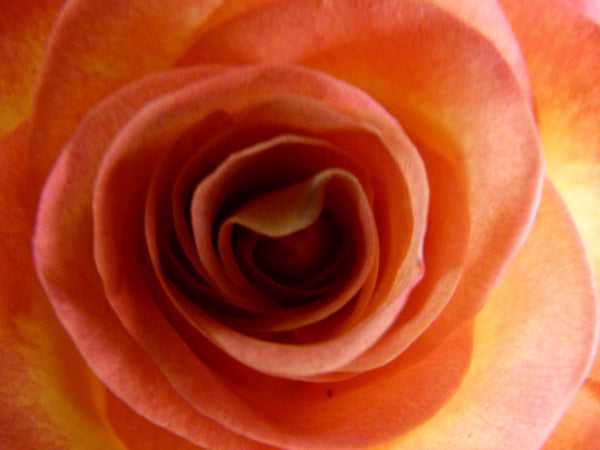 Orange Salmon Roses
