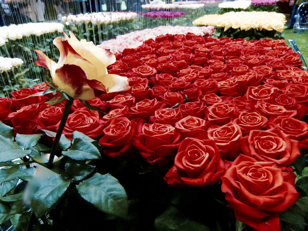 Fresh Salmon Roses Fresh Hand Cut Orange Salmon Roses – ANDINA FRESH CUT ROSES
