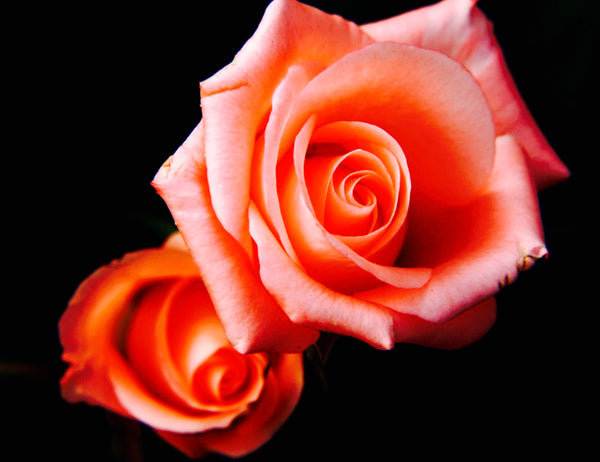 Fresh Salmon Roses Fresh Hand Cut Orange Salmon Roses – ANDINA FRESH CUT ROSES